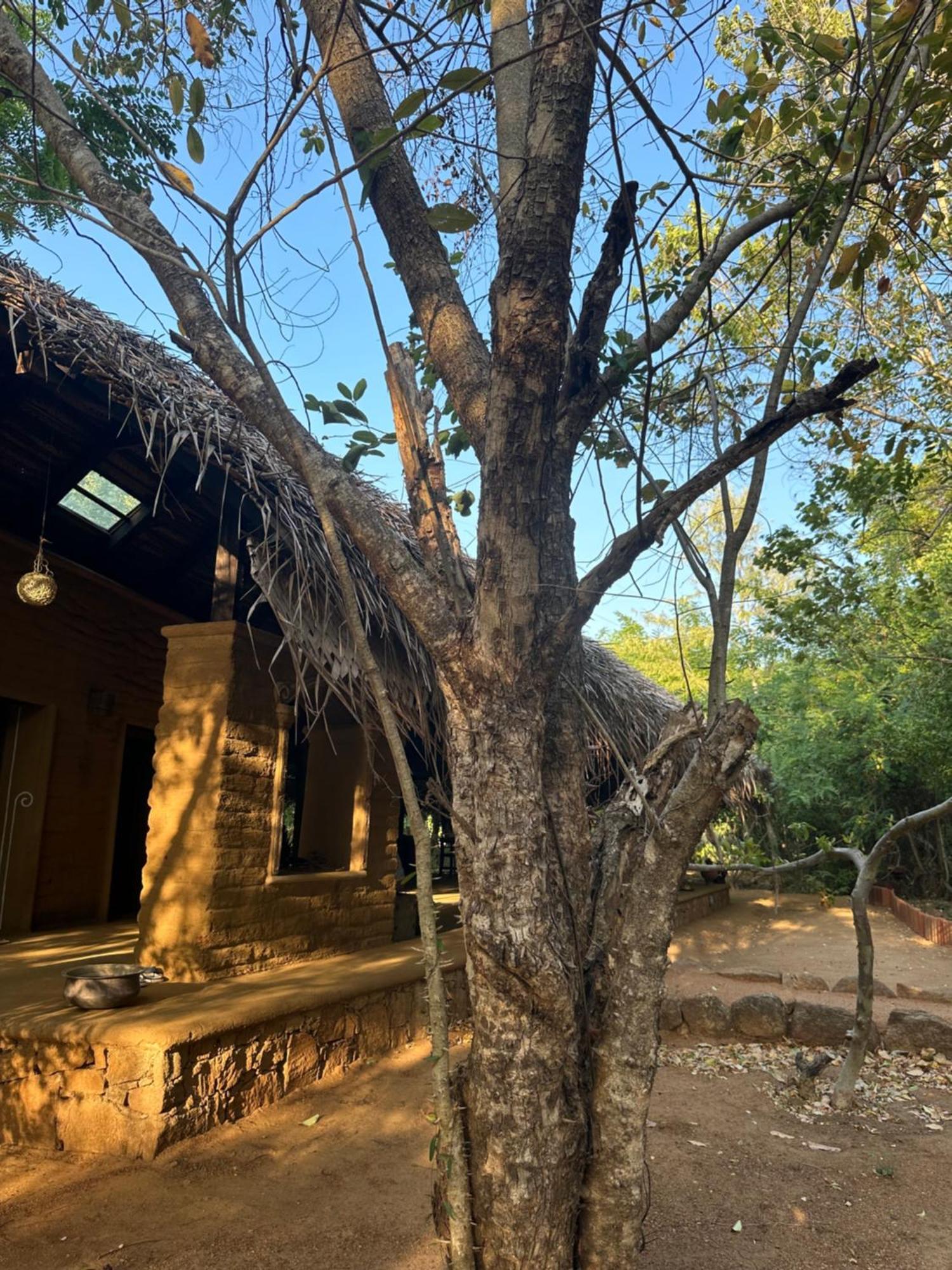 Hotel Athreya Ayurveda Ashram à Habarana Extérieur photo